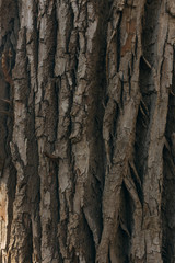 bark of a cottonwood tree