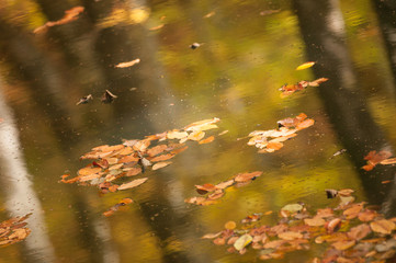 Obraz premium Autumn at Yedigöller National park