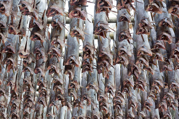 Norwegian traditional stockfish (codfish) drying on wooden racks near Sakrisoy village, Lofoten Islands, Norway, Scandinavia
