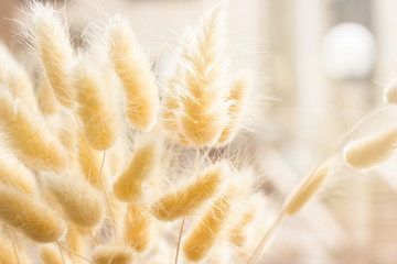 Interior decor close-up in the form of fluffy spikelets in the sunlight on the windowsill.