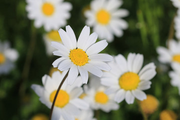 daisy in the grass