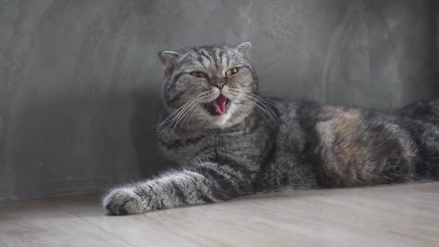 cute cat heavy breathing or gasp from hot temperature