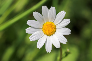 Obraz premium daisy macro flower