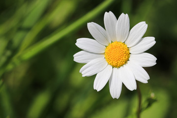daisy macro flower