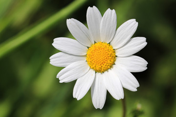 daisy in the grass