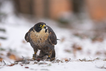 View of a peregrine falcon standing on the snow in the winter forest 