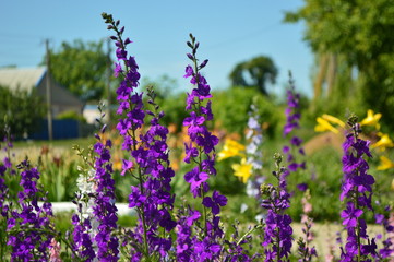 Obraz premium field of lavender flowers