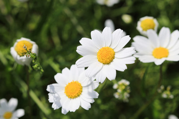 Fototapeta premium daisy in the grass