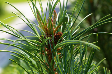 Obraz premium Young blue cone on the pine-tree in the garden. Closeup.
