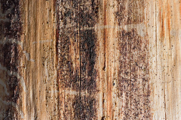 Pine tree wood eroded in wormholes suffers from bark beetle infection selective focus close-up