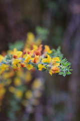 petal yellow flowers in garden