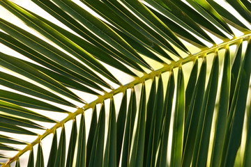 Palm leaf close up