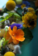 Easter holiday natural composition with first spring flowers like tricolor violas and primerose , quail eggs