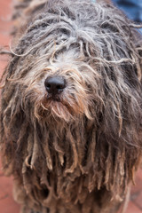 Closeup of gray and cream puli with hairy dreadlocks covering its eyes looking up 