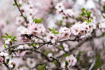 Almond gardens, Almond orchard in bloom, Judea plains Israel