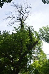 tree in spring