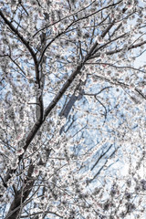 Spring flowers