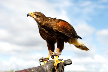 Eagle perched on the man's hand.