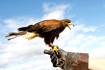 Eagle perched on the man's hand.