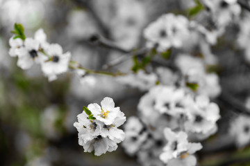 Almond gardens, Almond orchard in bloom, Judea plains Israel