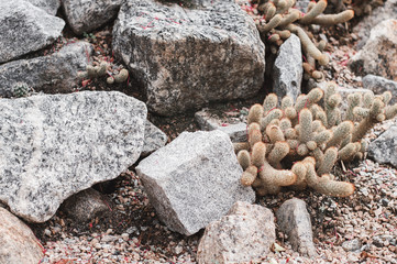 Cactus growing among stones. Desert plant growing at the botany garden