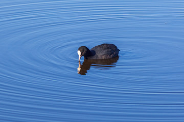 Coot bird dipping its beak into the water