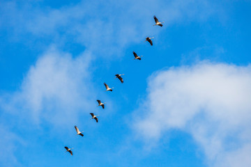 Flock with cranes at the blue sky