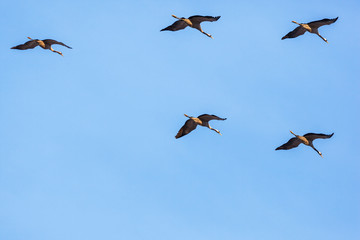 Cranes that flying in V-formation at the sky
