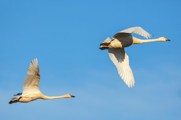 Whooper swans flying at a blue sky