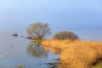 Single tree by a lake with fog in spring