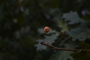 branch of a tree