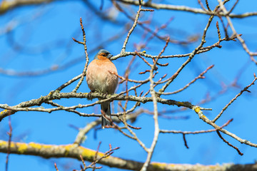 Chaffinch on a branch in the tree