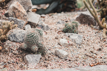 Cactus growing outside among sand and stones. Desert plants