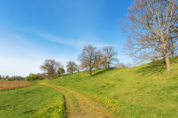 Esker with oak trees and a path in the meadow