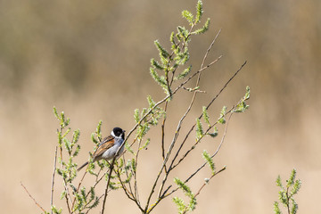 Reed Bunting on a tree branch
