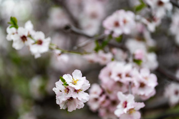 Fototapeta premium Almond gardens, Almond orchard in bloom, Judea plains Israel