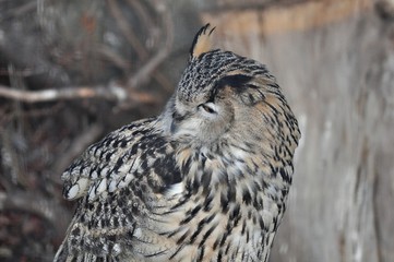 Turning the owl is head