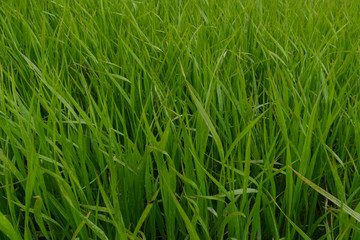 Blades of Grass in Thick Field