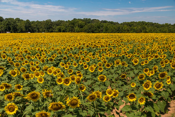 sunflower field bright yellow