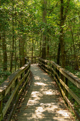 Boardwalk Trail Through Congaree Forest