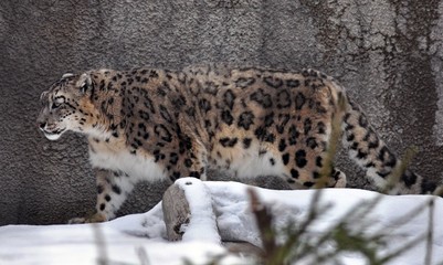 Snow leopard in the mountains