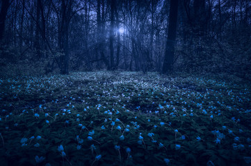 Majestic night spring forest