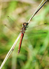 Dragonfly on a blurry background