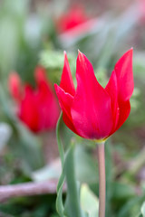 red tulip on green background