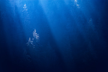 Fototapeta na wymiar Misty forest in a deep blue water