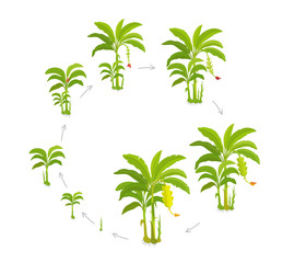 Crop cycle for banana tree. Crop stages bananas palm. Circular growing plants. Round harvest growth biology. Musa vector Illustration.