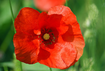 Field poppy or red poppy