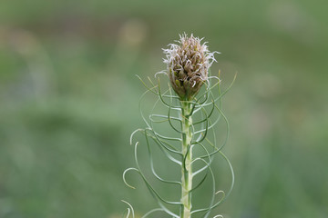 stem thistle in the field