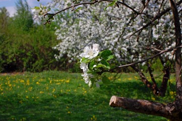 Branch of apple blossoms