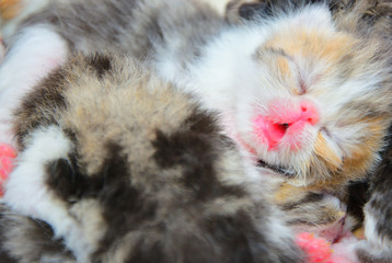Fototapeta na wymiar cute persian baby kitten